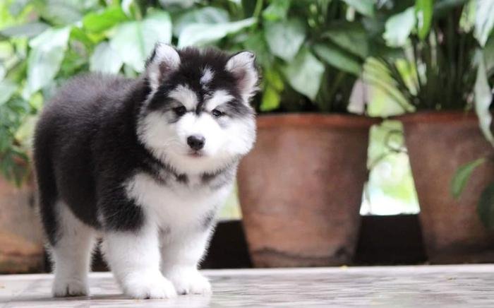 DogsIndia.com - Siberian Husky - Dr. Taranath