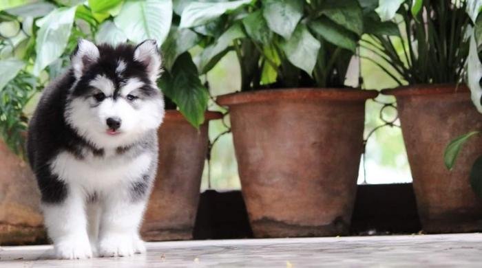 DogsIndia.com - Siberian Husky - Dr. Taranath