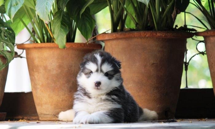 DogsIndia.com - Siberian Husky - Dr. Taranath