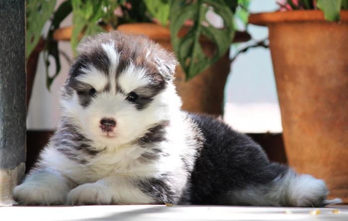 DogsIndia.com - Siberian Husky - Dr. Taranath