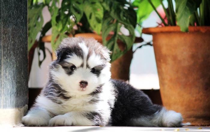DogsIndia.com - Siberian Husky - Dr. Taranath