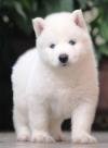 DogsIndia.com - Siberian Husky - Dr. Taranath