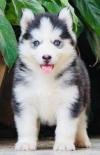 DogsIndia.com - Siberian Husky - Dr. Taranath