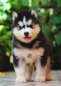 DogsIndia.com - Siberian Husky - Dr. Taranath