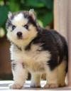 DogsIndia.com - Siberian Husky - Dr. Taranath