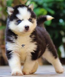 DogsIndia.com - Siberian Husky - Dr. Taranath