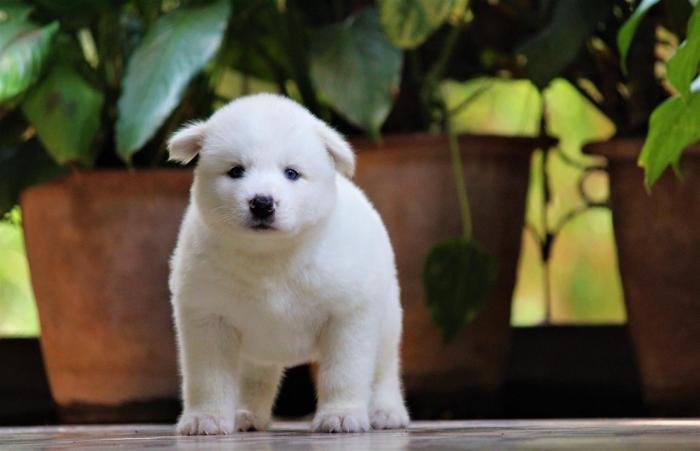 DogsIndia.com - Siberian Husky - Dr. Taranath