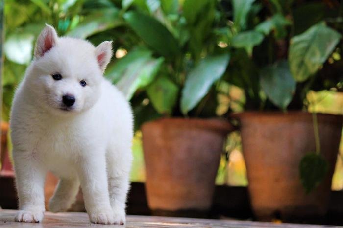 DogsIndia.com - Siberian Husky - Dr. Taranath