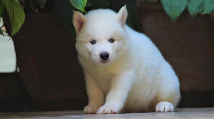 DogsIndia.com - Siberian Husky - Dr. Taranath