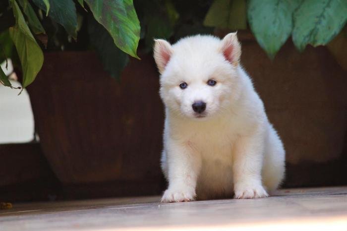 DogsIndia.com - Siberian Husky - Dr. Taranath