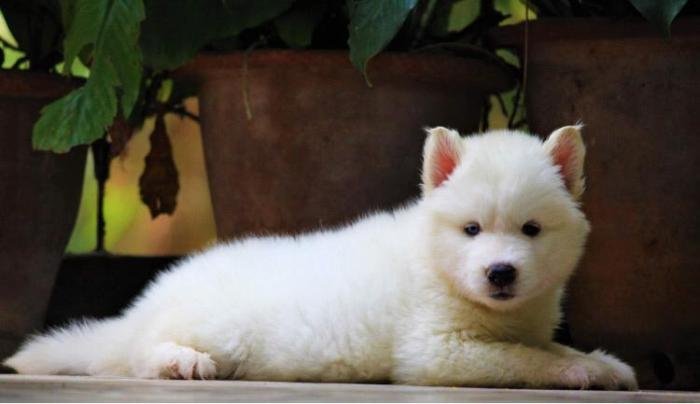 DogsIndia.com - Siberian Husky - Dr. Taranath