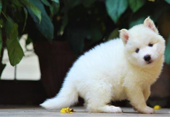 DogsIndia.com - Siberian Husky - Dr. Taranath