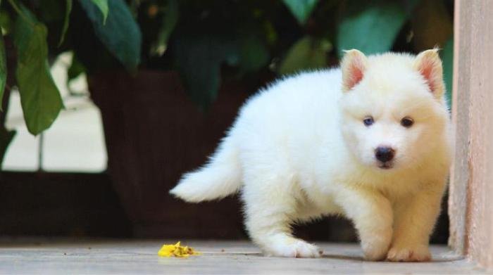 DogsIndia.com - Siberian Husky - Dr. Taranath