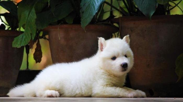 DogsIndia.com - Siberian Husky - Dr. Taranath
