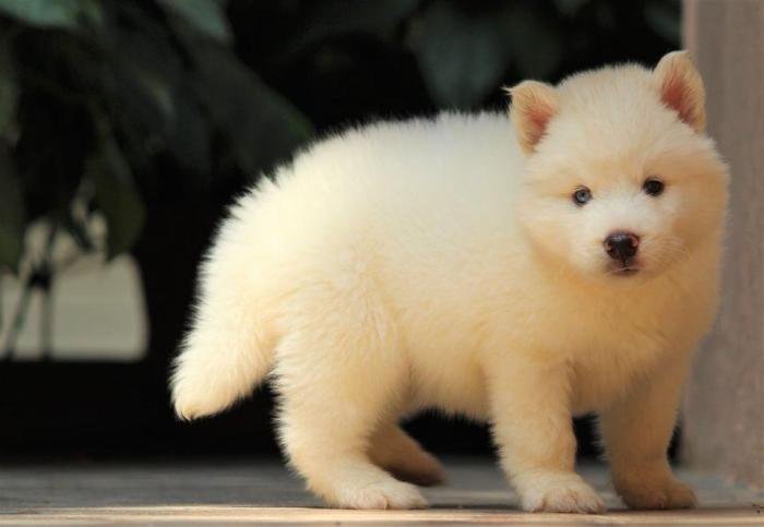 DogsIndia.com - Siberian Husky - Dr. Taranath
