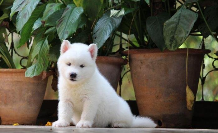 DogsIndia.com - Siberian Husky - Dr. Taranath