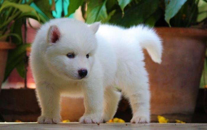 DogsIndia.com - Siberian Husky - Dr. Taranath