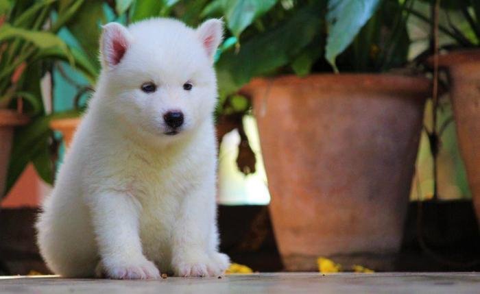 DogsIndia.com - Siberian Husky - Dr. Taranath