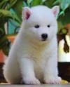 DogsIndia.com - Siberian Husky - Dr. Taranath