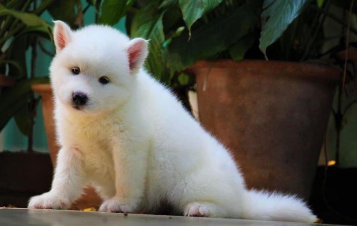 DogsIndia.com - Siberian Husky - Dr. Taranath