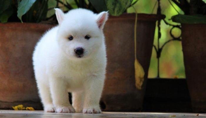 DogsIndia.com - Siberian Husky - Dr. Taranath