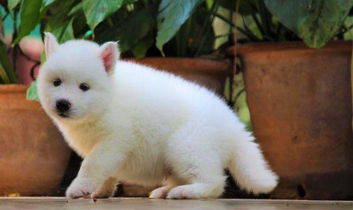 DogsIndia.com - Siberian Husky - Dr. Taranath