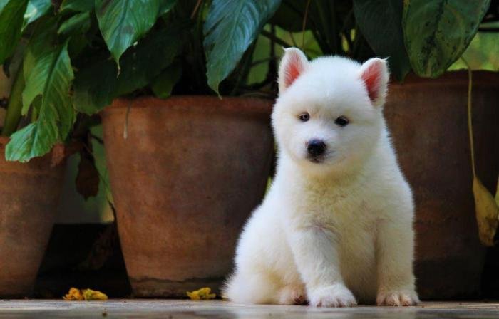 DogsIndia.com - Siberian Husky - Dr. Taranath