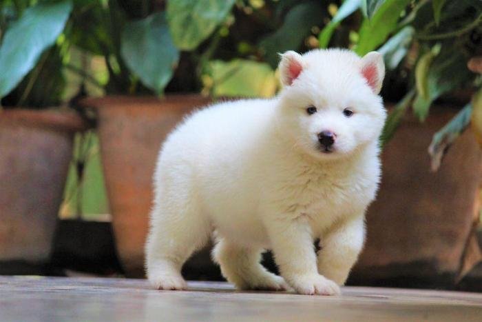 DogsIndia.com - Siberian Husky - Dr. Taranath