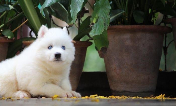 DogsIndia.com - Siberian Husky - Dr. Taranath