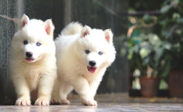 DogsIndia.com - Siberian Husky - Dr. Taranath