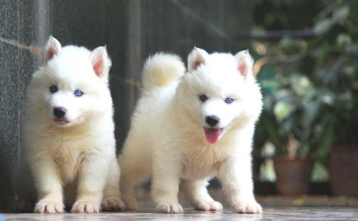 DogsIndia.com - Siberian Husky - Dr. Taranath
