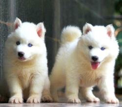 DogsIndia.com - Siberian Husky - Dr. Taranath