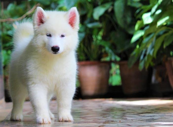 DogsIndia.com - Siberian Husky - Dr. Taranath