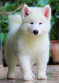 DogsIndia.com - Siberian Husky - Dr. Taranath