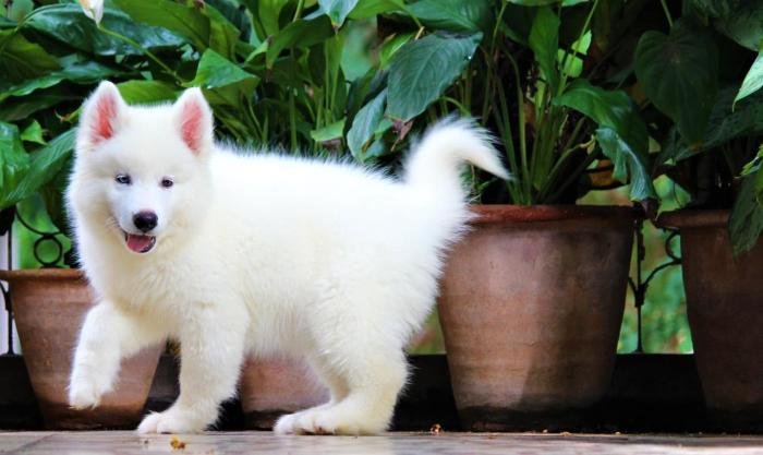 DogsIndia.com - Siberian Husky - Dr. Taranath