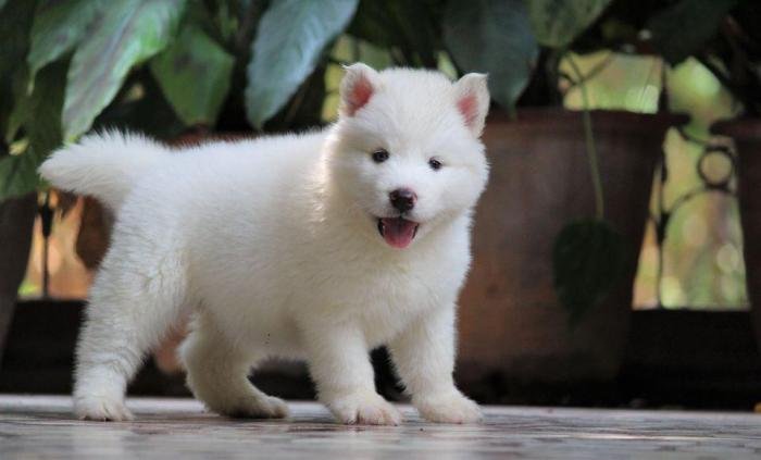 DogsIndia.com - Siberian Husky - Dr. Taranath