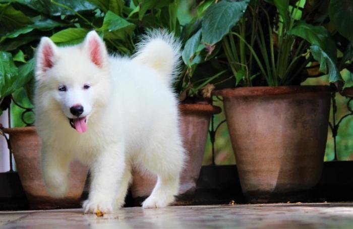 DogsIndia.com - Siberian Husky - Dr. Taranath