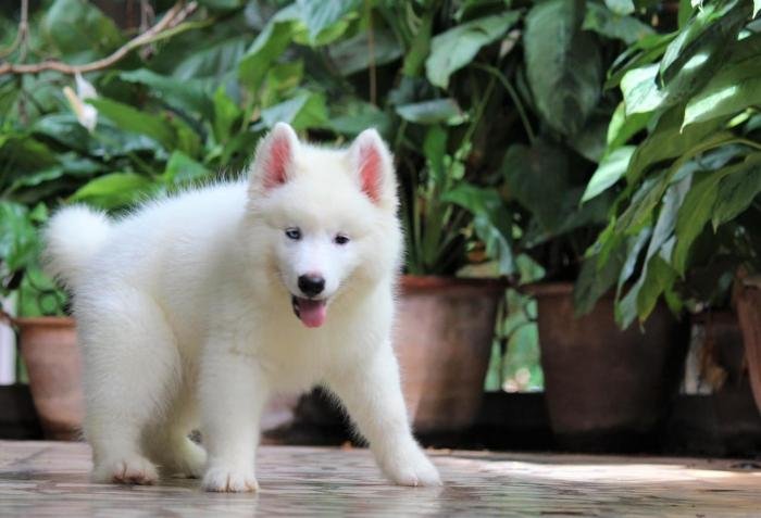 DogsIndia.com - Siberian Husky - Dr. Taranath