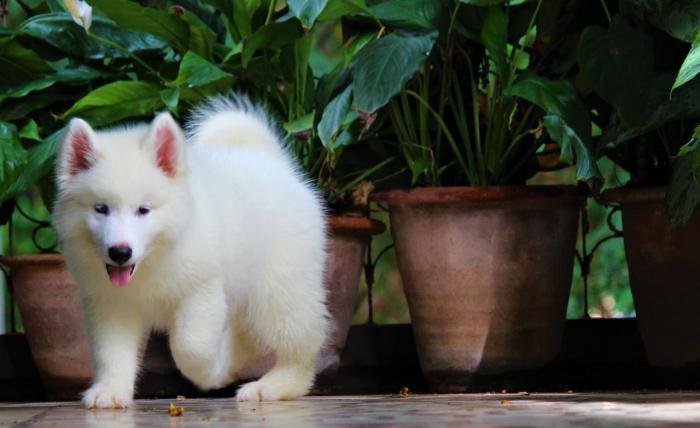DogsIndia.com - Siberian Husky - Dr. Taranath