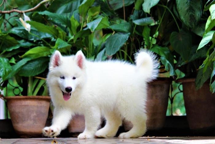 DogsIndia.com - Siberian Husky - Dr. Taranath
