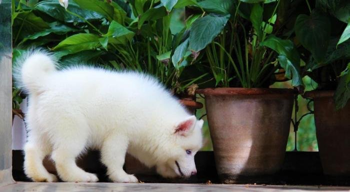 DogsIndia.com - Siberian Husky - Dr. Taranath