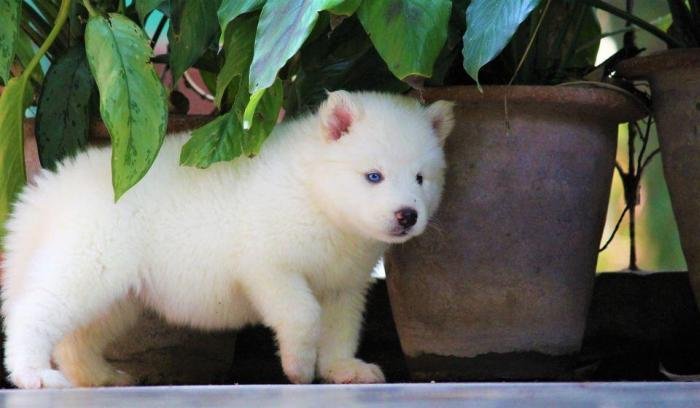 DogsIndia.com - Siberian Husky - Dr. Taranath