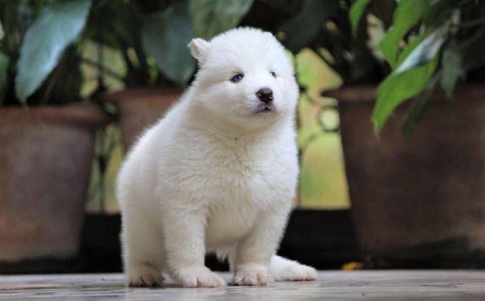 DogsIndia.com - Siberian Husky - Dr. Taranath