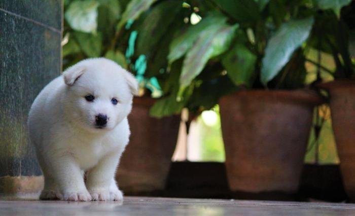 DogsIndia.com - Siberian Husky - Dr. Taranath