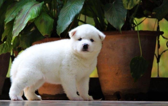 DogsIndia.com - Siberian Husky - Dr. Taranath