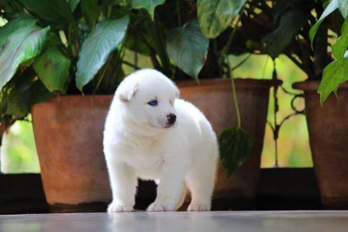 DogsIndia.com - Siberian Husky - Dr. Taranath