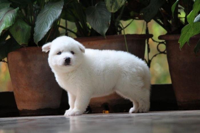 DogsIndia.com - Siberian Husky - Dr. Taranath