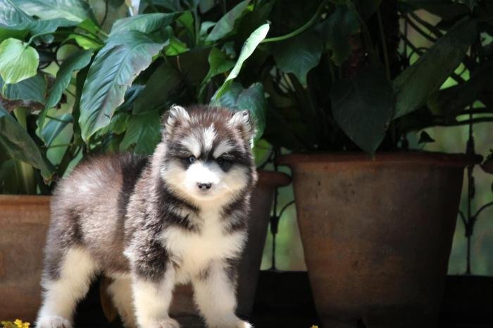 DogsIndia.com - Siberian Husky - Dr. Taranath