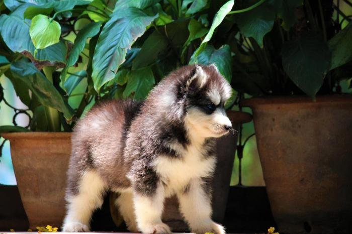 DogsIndia.com - Siberian Husky - Dr. Taranath