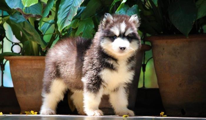 DogsIndia.com - Siberian Husky - Dr. Taranath